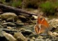 Coenonympha dorus